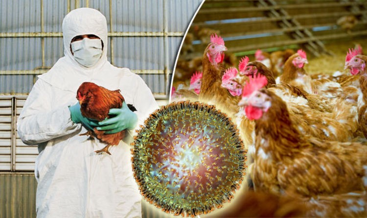 Monitoring Animal Outbreaks: The Key to Understanding Human H5N1 Risks. 1 1676706952332
