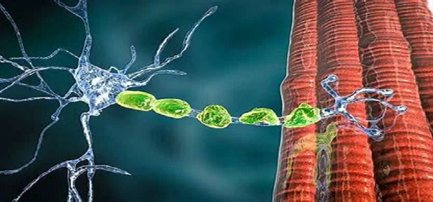 Kennedy’s Disease: Understanding a Rare Neuromuscular Disorder 1 2024 11 27 88
