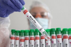 26770 web1 bird flu illustration Reuters 1