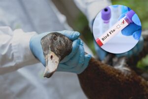 birdflu in california