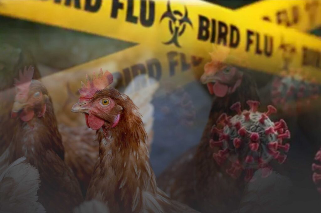 Mexico reports first human death from H5N1 bird flu 1 Bird Flu 1