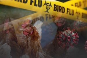 Bird Flu 1