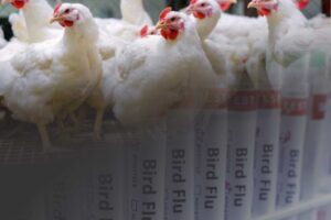 Bird Flu