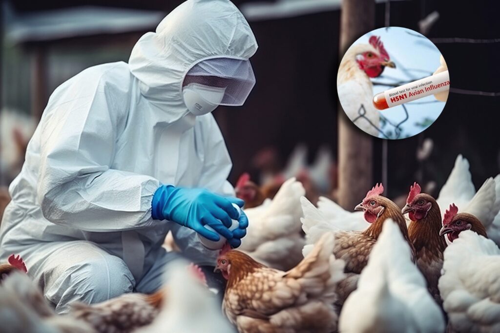 Virologists press US on bird flu human transmission threat 1 Virologists press US on bird flu human transmission threat