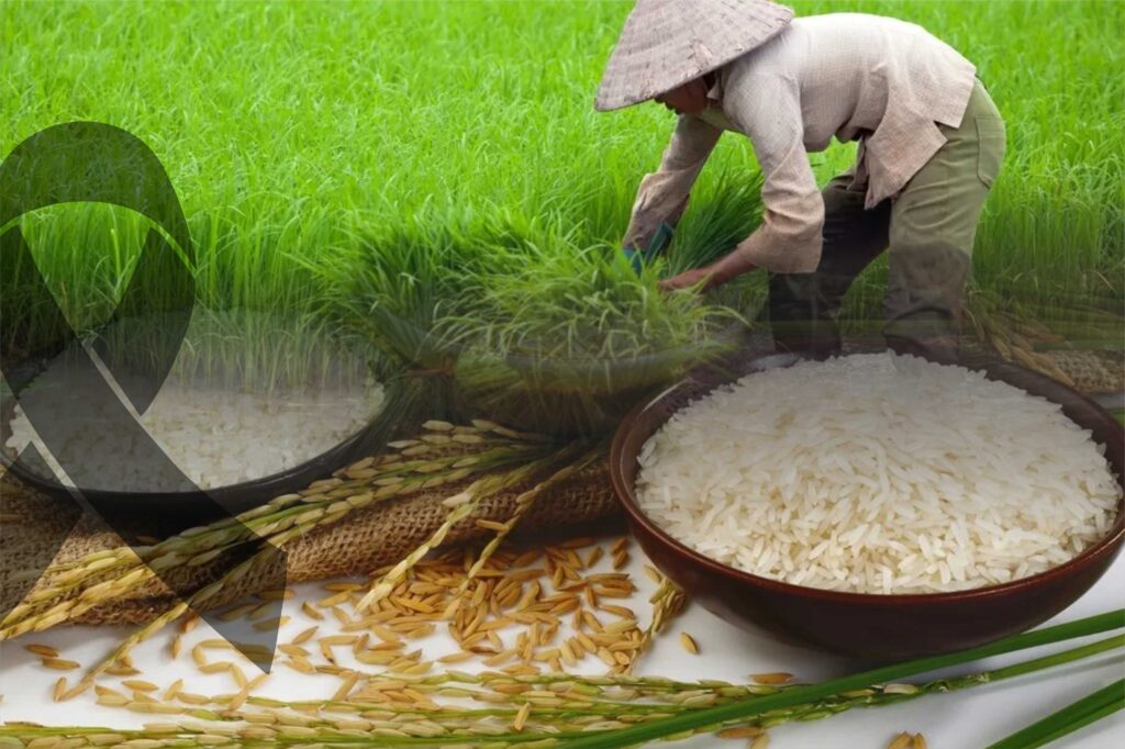 Rising arsenic in rice due to climate change may heighten cancer risk in Asia, study finds 1 Rising arsenic in rice due to climate change may heighten cancer risk in Asia, study finds