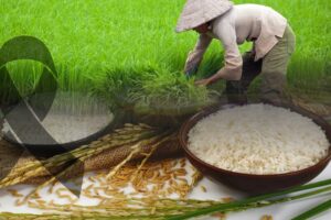 Rising arsenic in rice due to climate change may heighten cancer risk in Asia, study finds