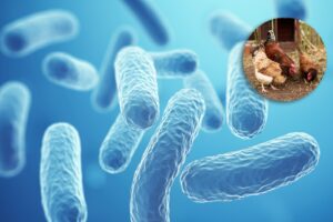 Salmonella cases linked to backyard poultry in US, says CDC