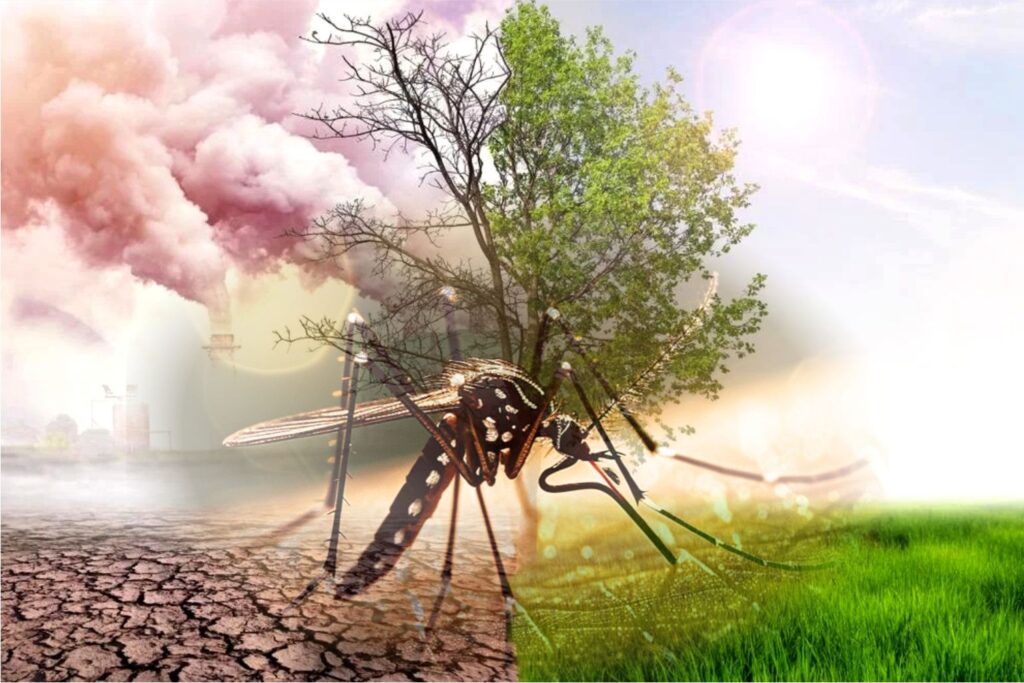Climate change could make dengue, chikungunya endemic in Europe: Study 1 Climate change could make dengue, chikungunya endemic in Europe: Study
