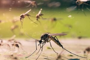 Virus linked to rare but severe illness detected in UK mosquitoes