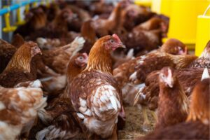 Brazil says it’s free of bird flu, set to restart poultry exports