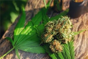 Cannabis linked to 20% higher stroke risk, study warns