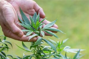 Thailand moves to recriminalise cannabis; prescription to be mandatory