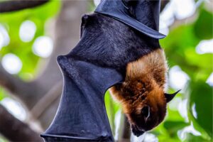 Scientists find 20 new viruses in Chinese bats, two similar to Nipah, Hendra