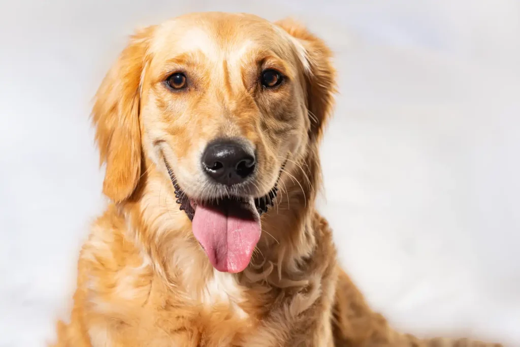 New research finds dogs can identify Parkinson’s through scent 1 New research finds dogs can identify Parkinson’s through scent