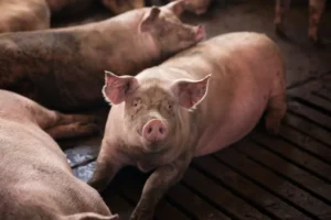 Vietnam warns of rising swine fever risk threatening food supply