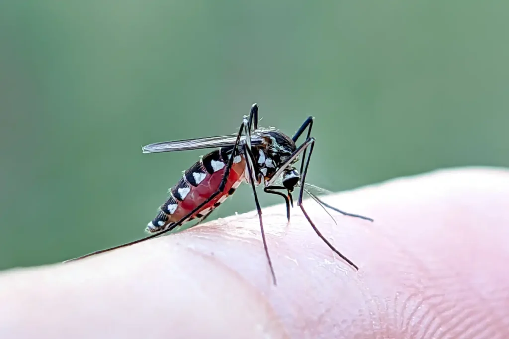 WHO issues alert as Chikungunya outbreaks spread across continents 1 WHO issues alert as Chikungunya outbreaks spread across continents