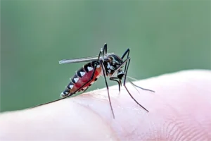 WHO issues alert as Chikungunya outbreaks spread across continents