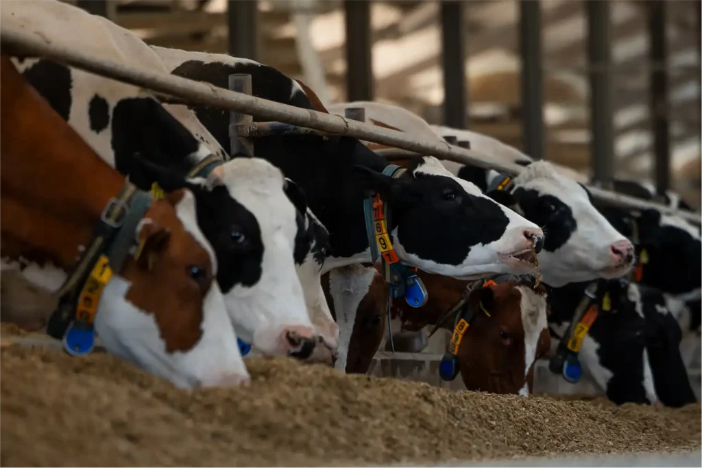 Air and wastewater linked to H5N1 spread on US dairy farms: Study 1 Air and wastewater linked to H5N1 spread on US dairy farms: Study