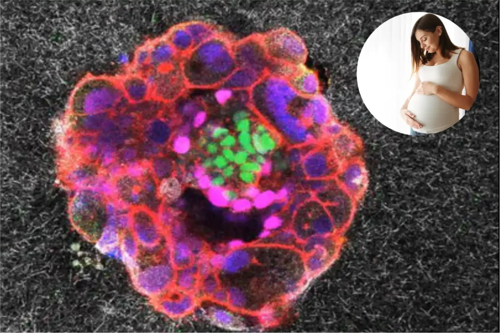 Scientists capture first 3D footage of human embryo implanting into uterus 1 Scientists capture first 3D footage of human embryo implanting into uterus