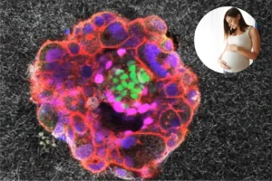 Scientists capture first 3D footage of human embryo implanting into uterus