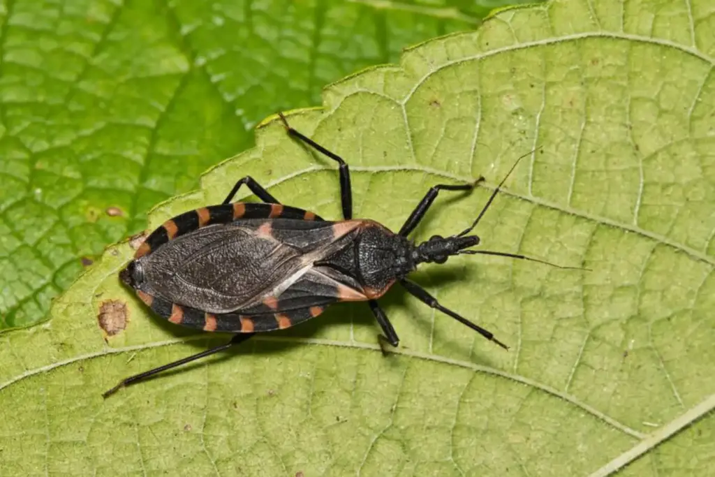 CDC report warns Chagas disease may be endemic in United States 1 CDC report warns Chagas disease may be endemic in United States