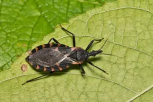 CDC report warns Chagas disease may be endemic in United States