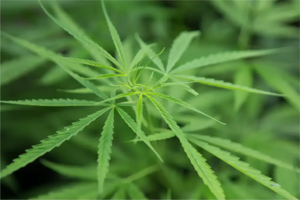 Cannabis-based drug eases chronic back pain in trial, developers seek EU approval 1 Cannabis-based drug eases chronic back pain in trial, developers seek EU approval