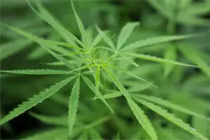 Cannabis-based drug eases chronic back pain in trial, developers seek EU approval