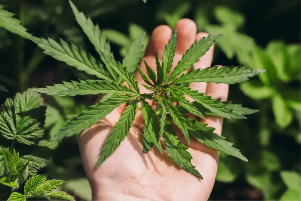 Germany moves to curb online cannabis sales after import surge