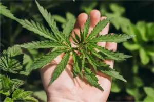 Germany moves to curb online cannabis sales after import surge