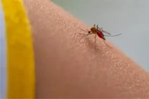 India’s chikungunya threat dubbed world’s heaviest, with 51 lakh at yearly risk