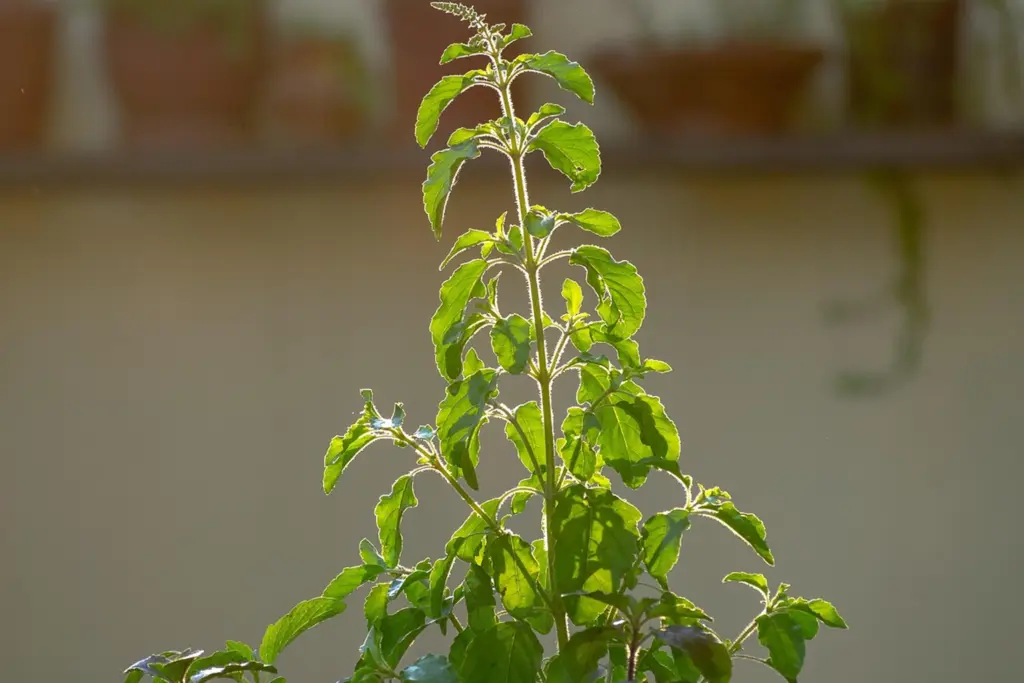 Neem vs. Tulsi: Which Ayurvedic herb is better for your skin? 2 Neem vs. tulsi: Which Ayurvedic herb is better for your skin?