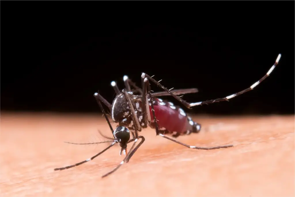 New York confirms first locally acquired chikungunya case since 2019 1 New York confirms first locally acquired chikungunya case since 2019