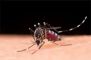 New York confirms first locally acquired chikungunya case since 2019