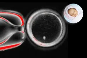 Scientists create egg cells from skin, offering hope for infertility