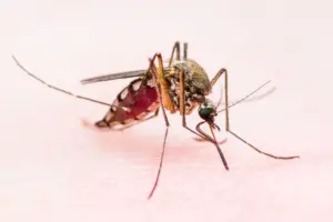 Cuba battles surge of dengue and chikungunya amid resource crunch