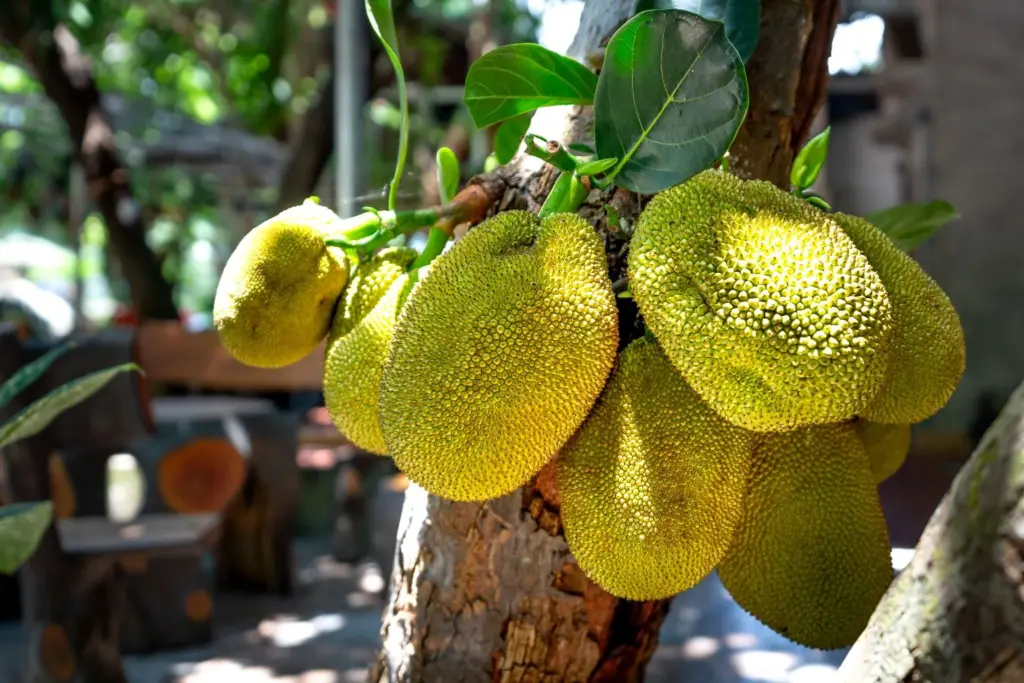 Does jackfruit actually improve diabetes, thyroid and hormone problems? 2 Does jackfruit actually improve diabetes, thyroid and hormone problems