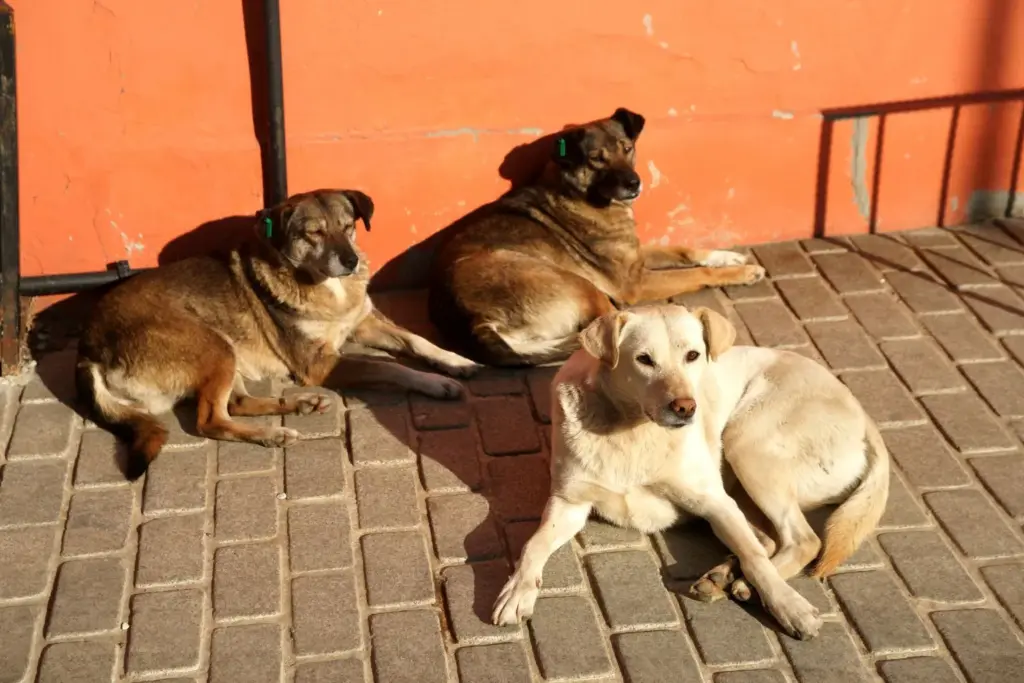 Rabies case confirmed in Chicago dog after three decades