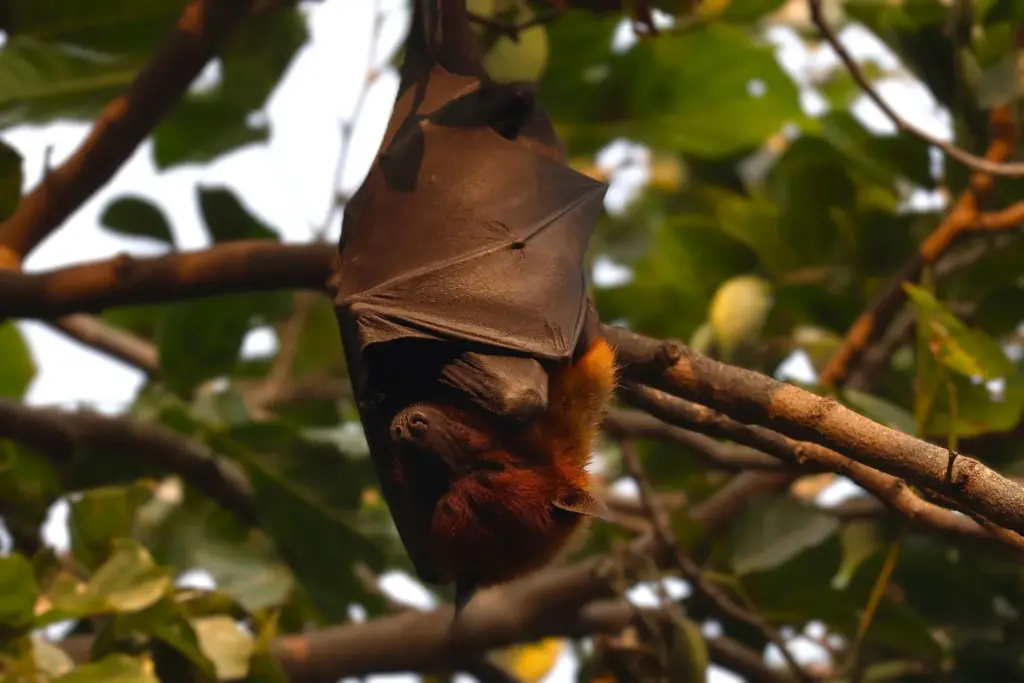 Low risk of Nipah virus spreading from India: WHO